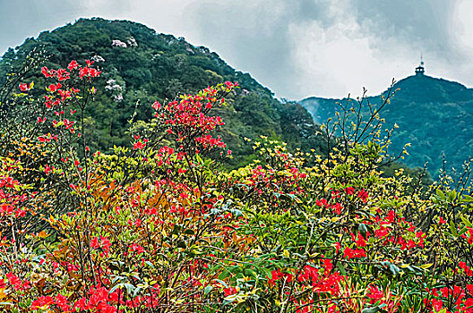 rong bach kim soi cau